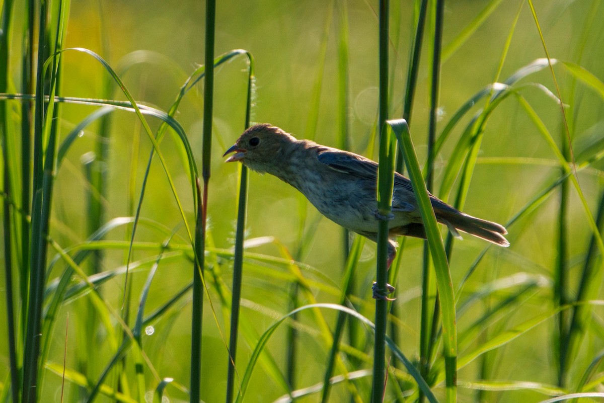 Indigo Bunting - ML638506643