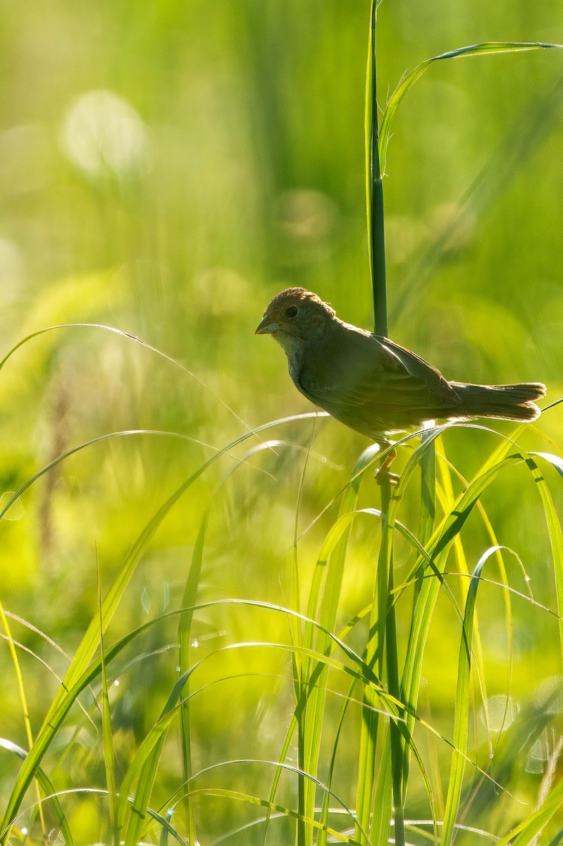 Indigo Bunting - ML638506644