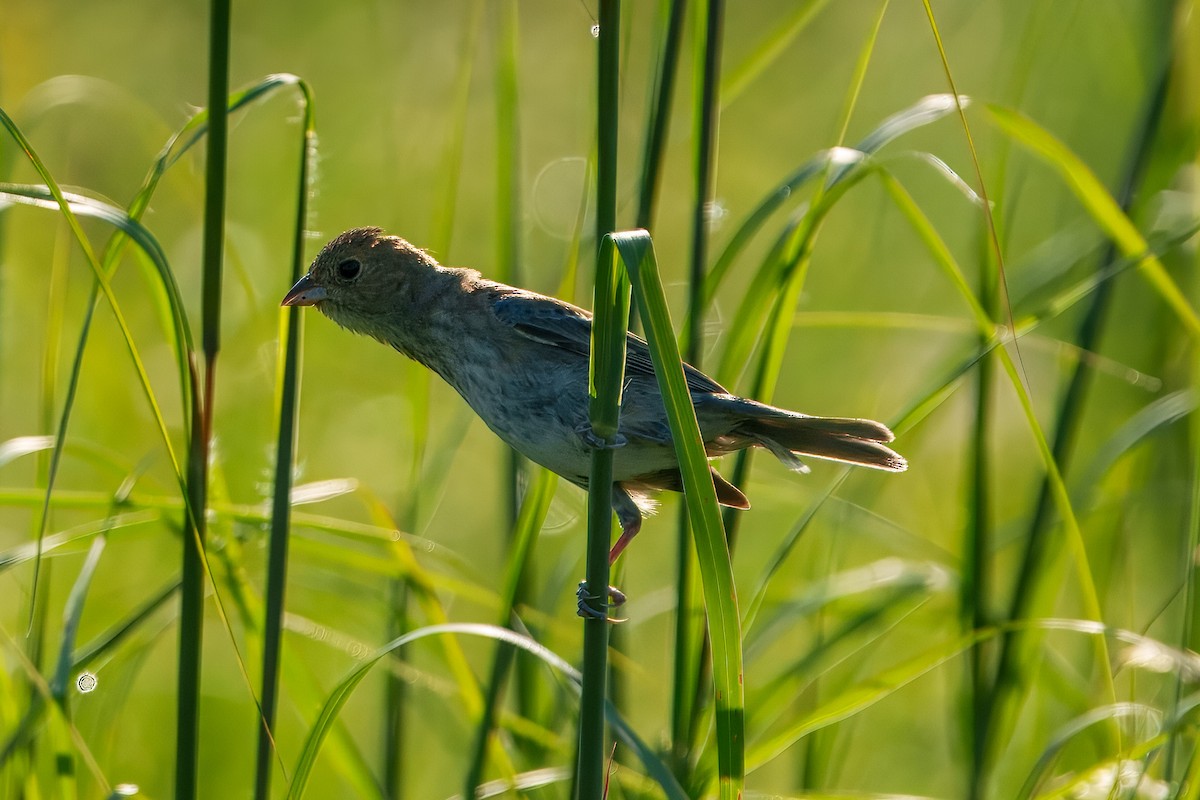 Indigo Bunting - ML638506645