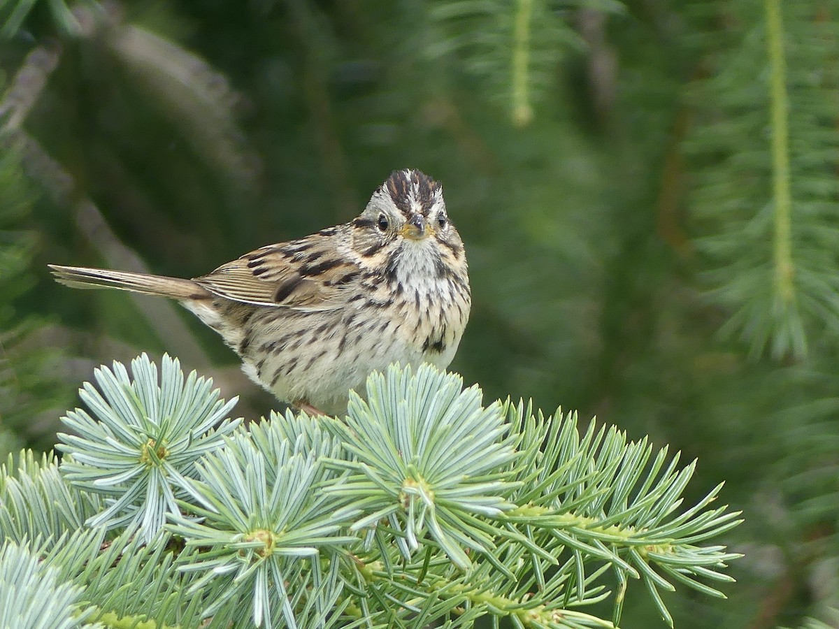 Lincoln's Sparrow - ML638506662