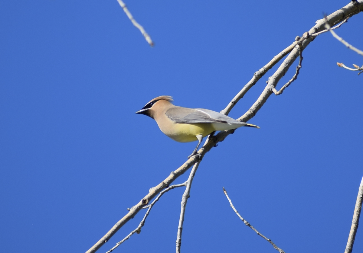 Cedar Waxwing - ML638506666