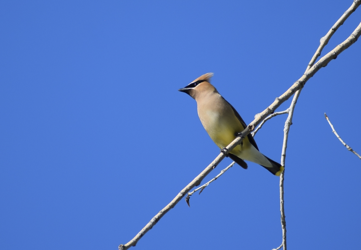 Cedar Waxwing - ML638506667