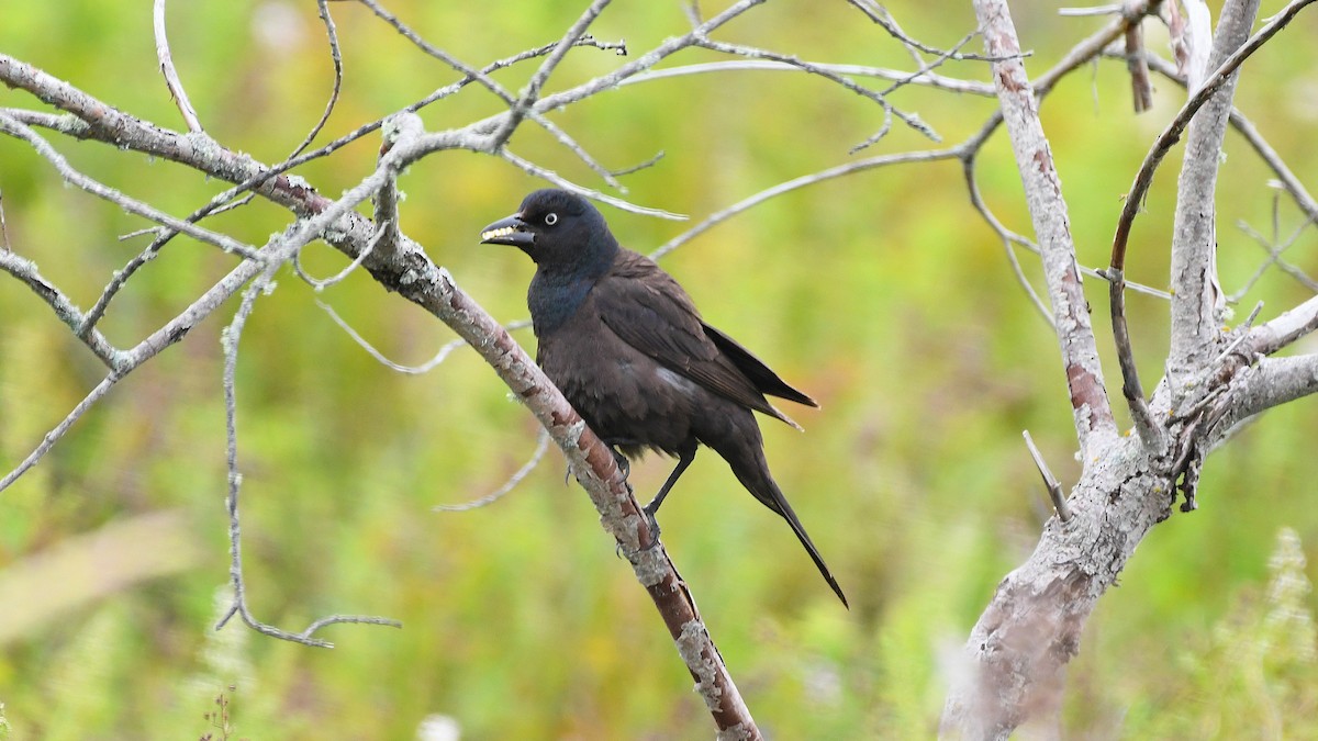 Common Grackle - ML638506692