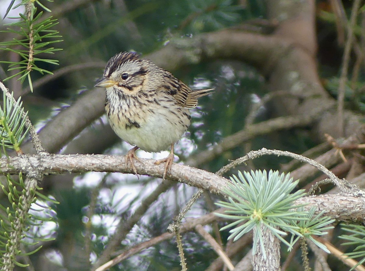 Lincoln's Sparrow - ML638506694