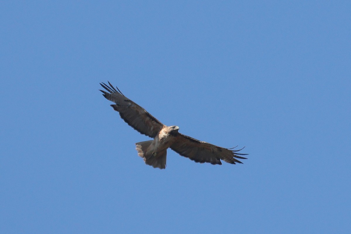 Red-tailed Hawk - ML638506700