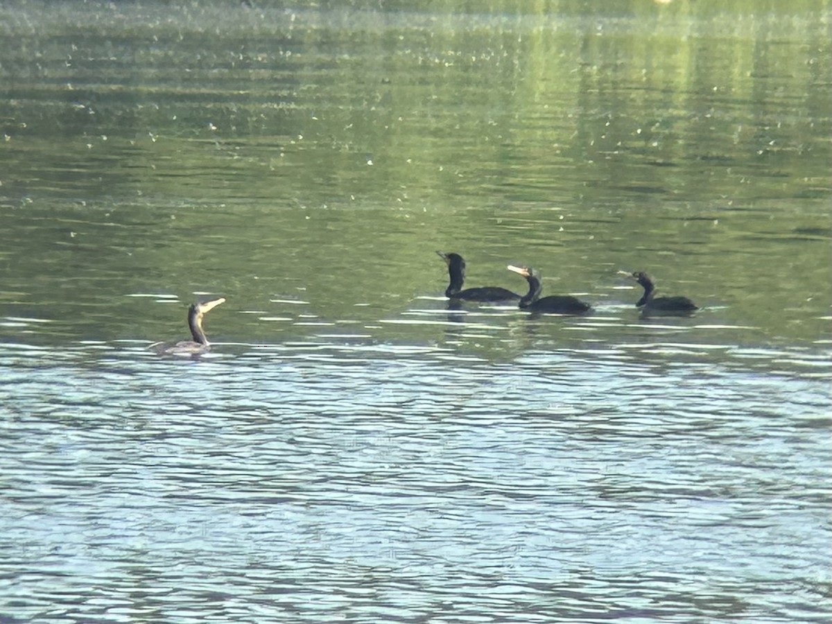 Double-crested Cormorant - ML638506714