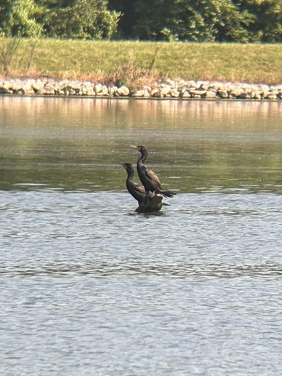 Double-crested Cormorant - ML638506715
