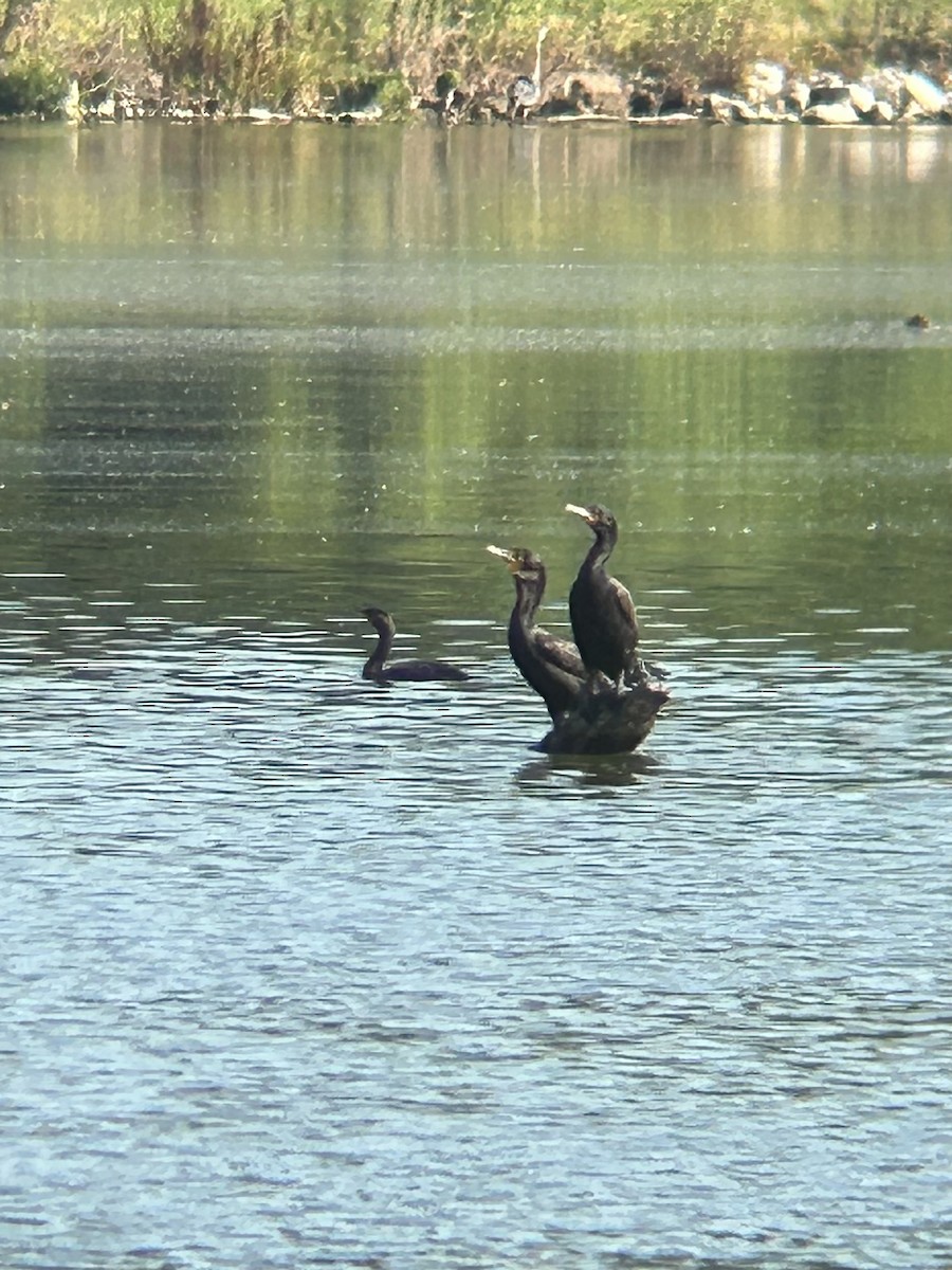 Double-crested Cormorant - ML638506716