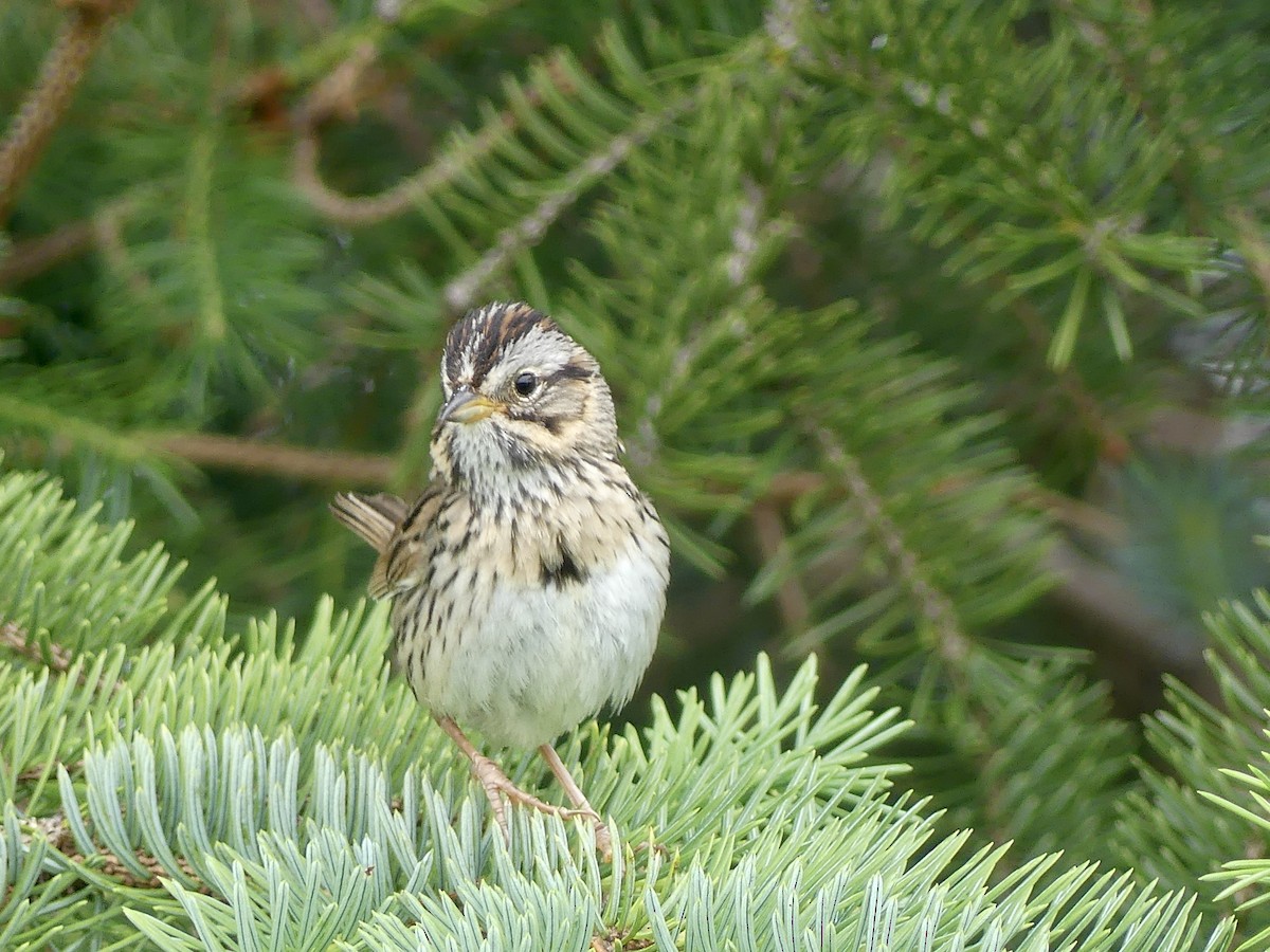 Lincoln's Sparrow - ML638506717