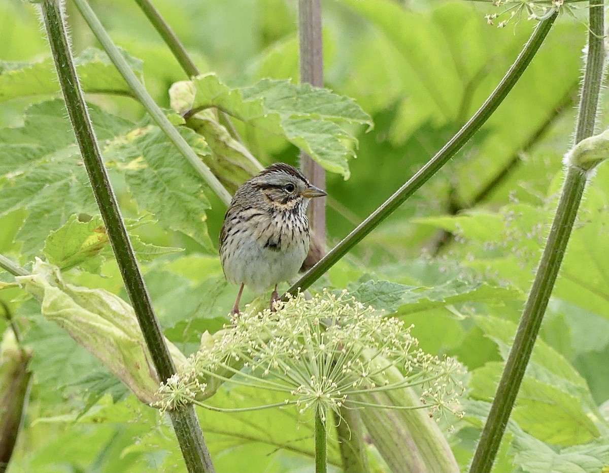 Lincoln's Sparrow - ML638506751