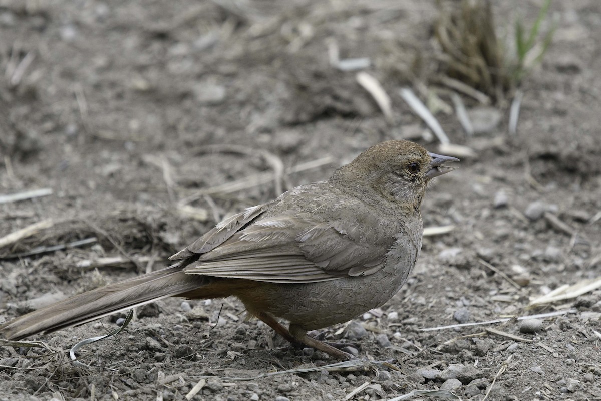 California Towhee - ML638506752