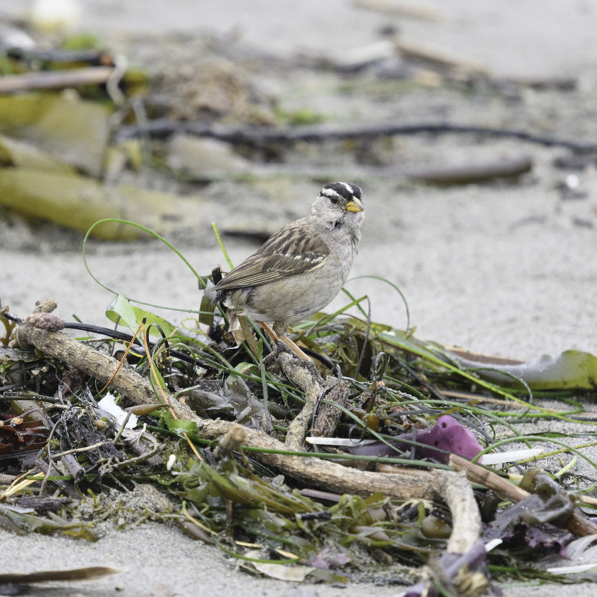 White-crowned Sparrow - ML638506755