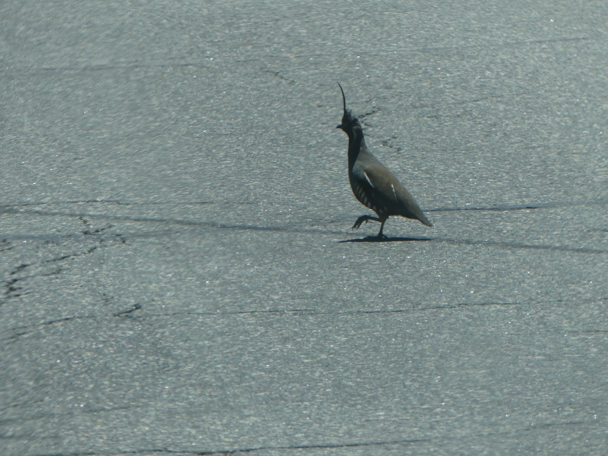 Mountain Quail - ML638506761