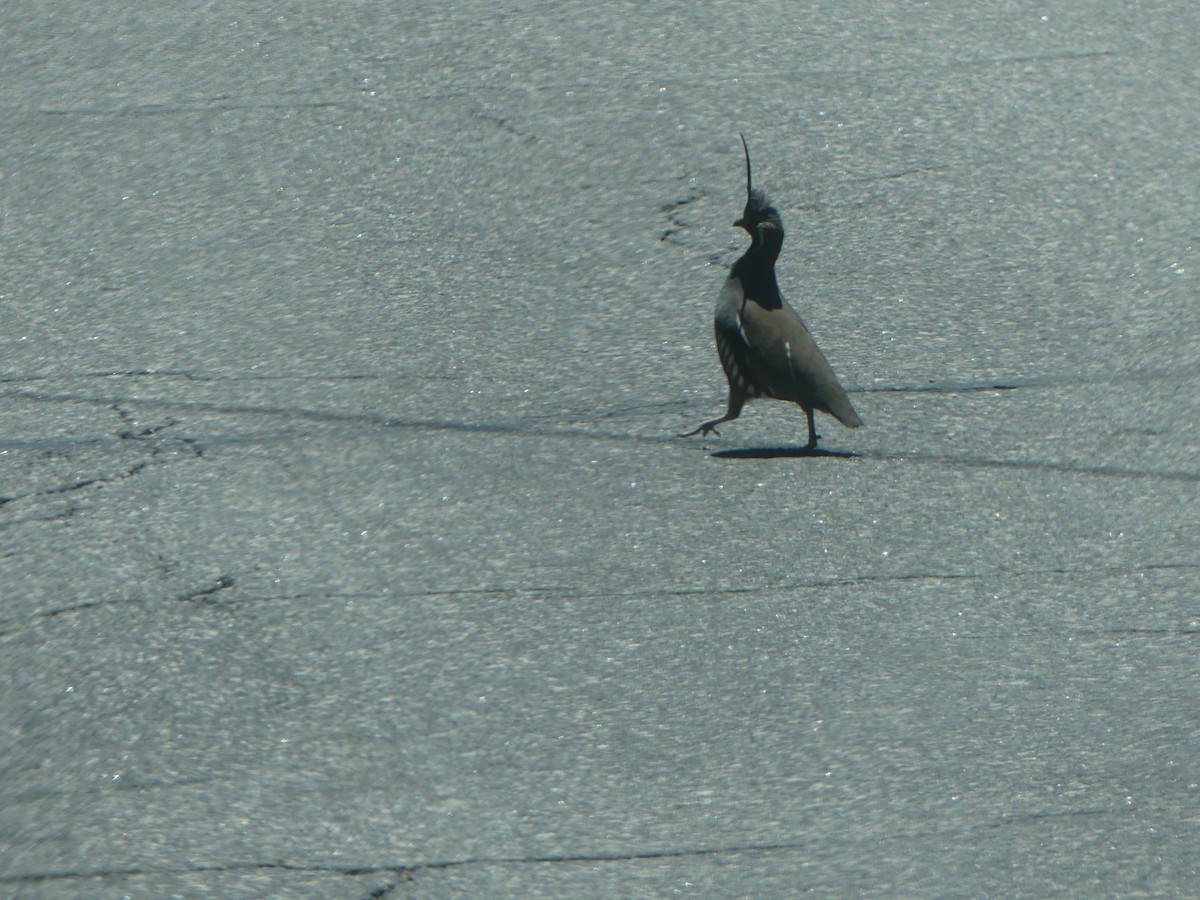 Mountain Quail - ML638506762