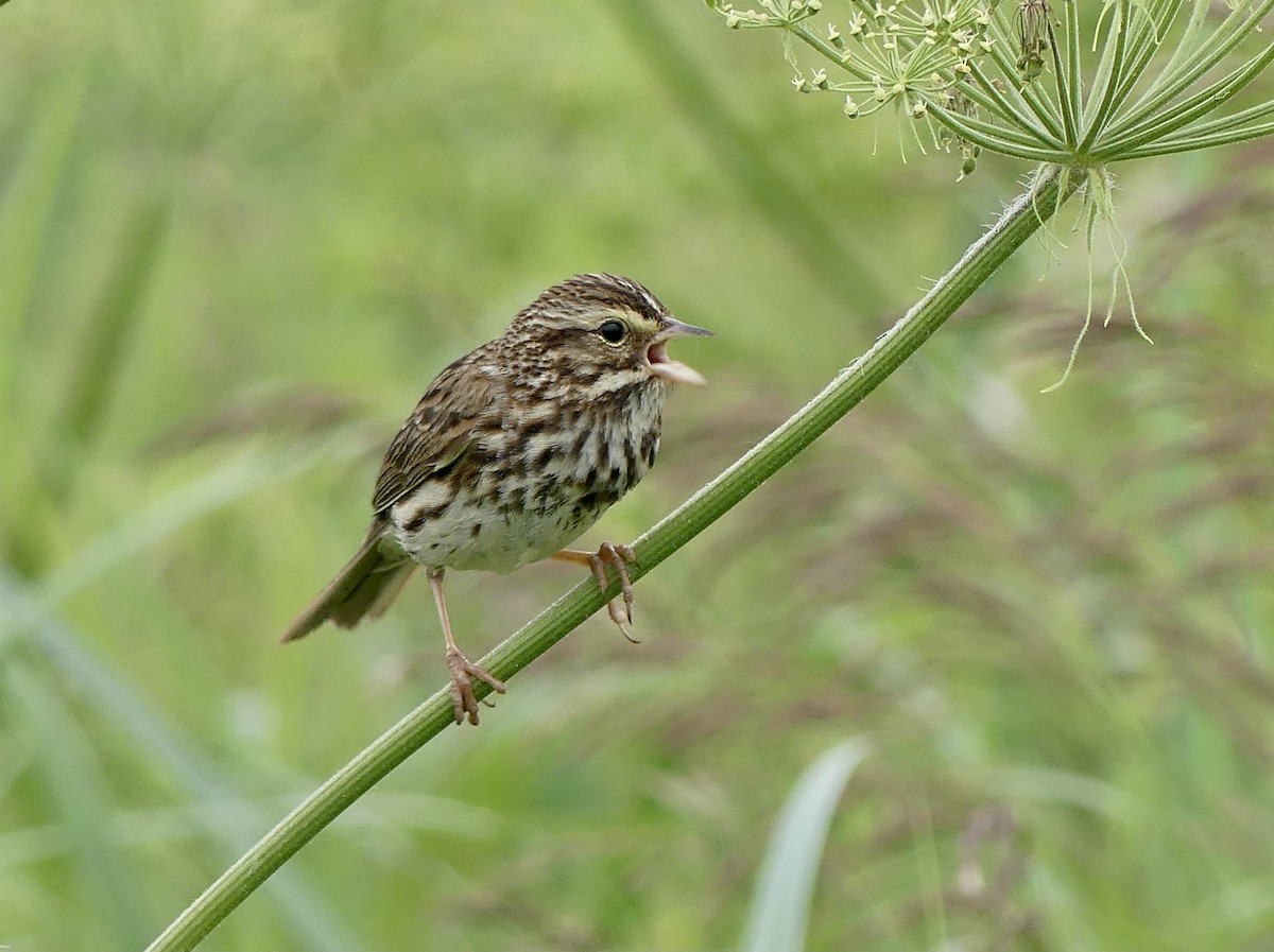 Savannah Sparrow - ML638506782
