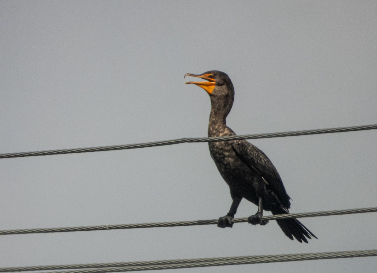 Double-crested Cormorant - ML638506787