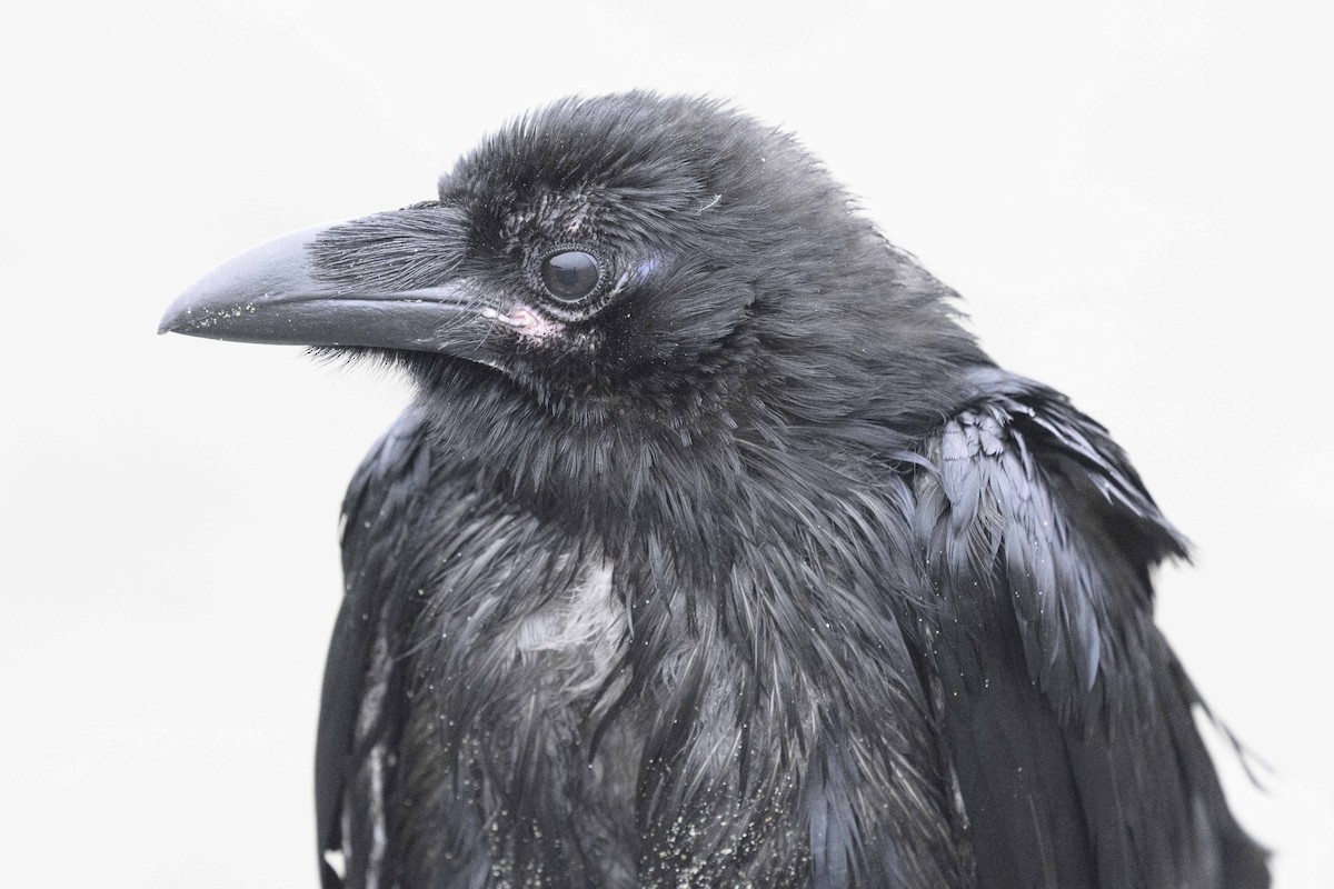 Common Raven - ML638506791