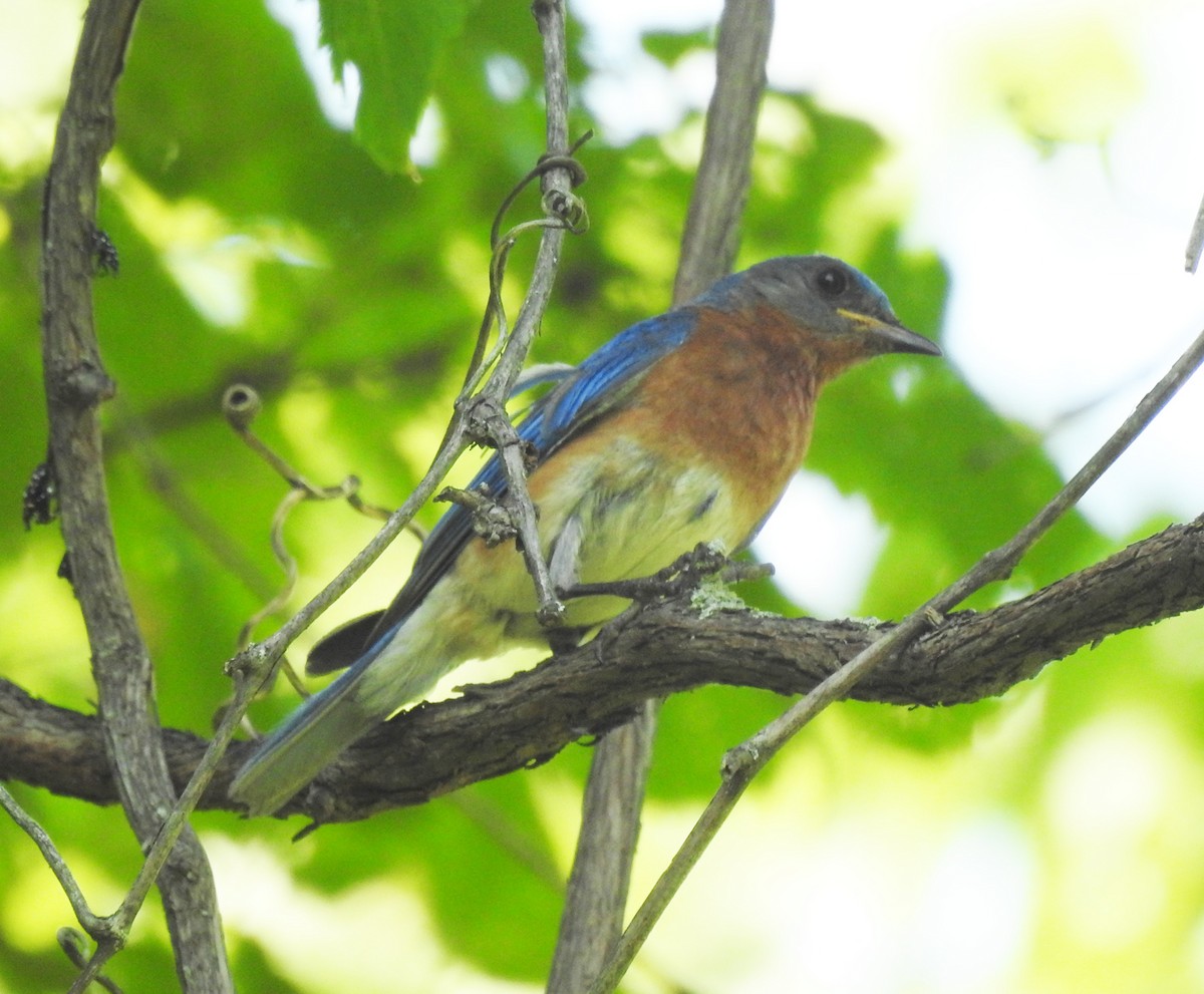 Eastern Bluebird - ML638506801