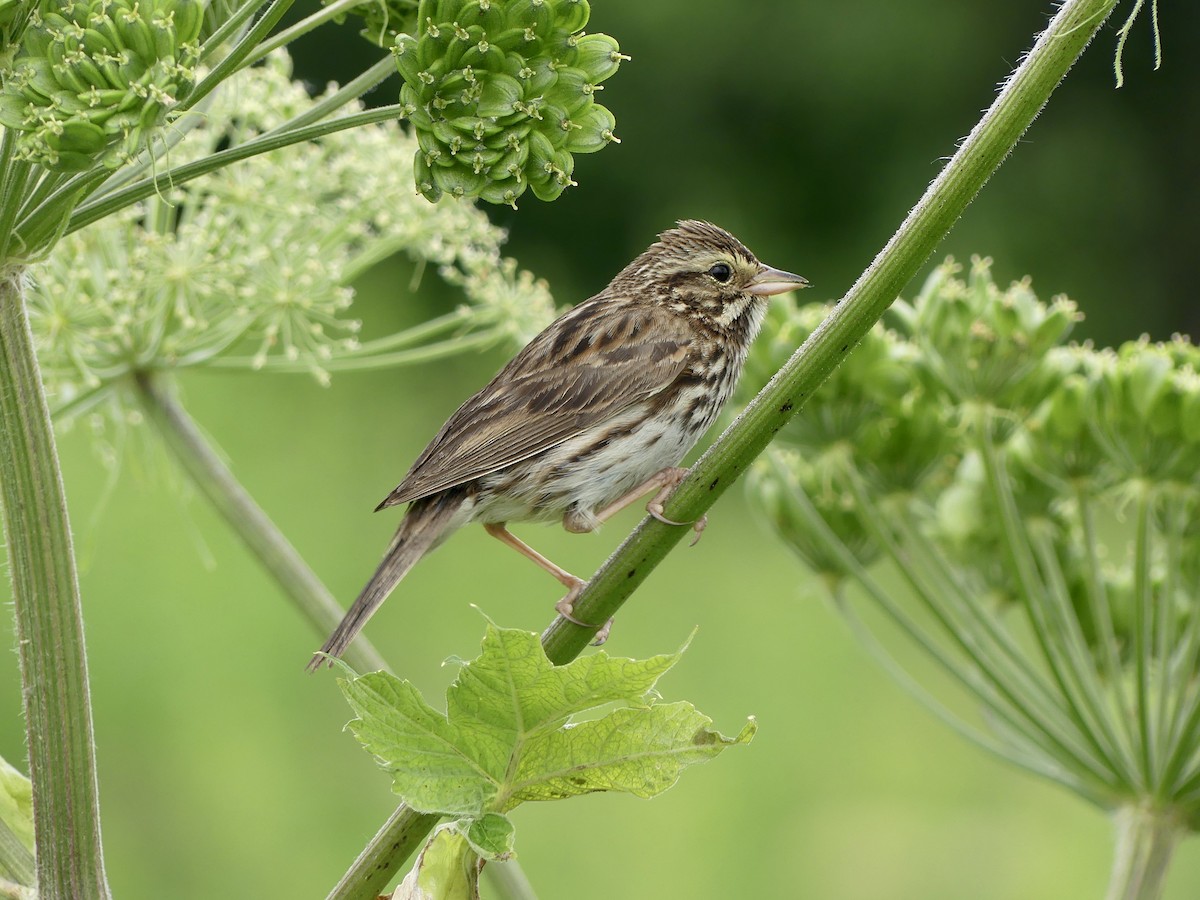 Savannah Sparrow - ML638506805