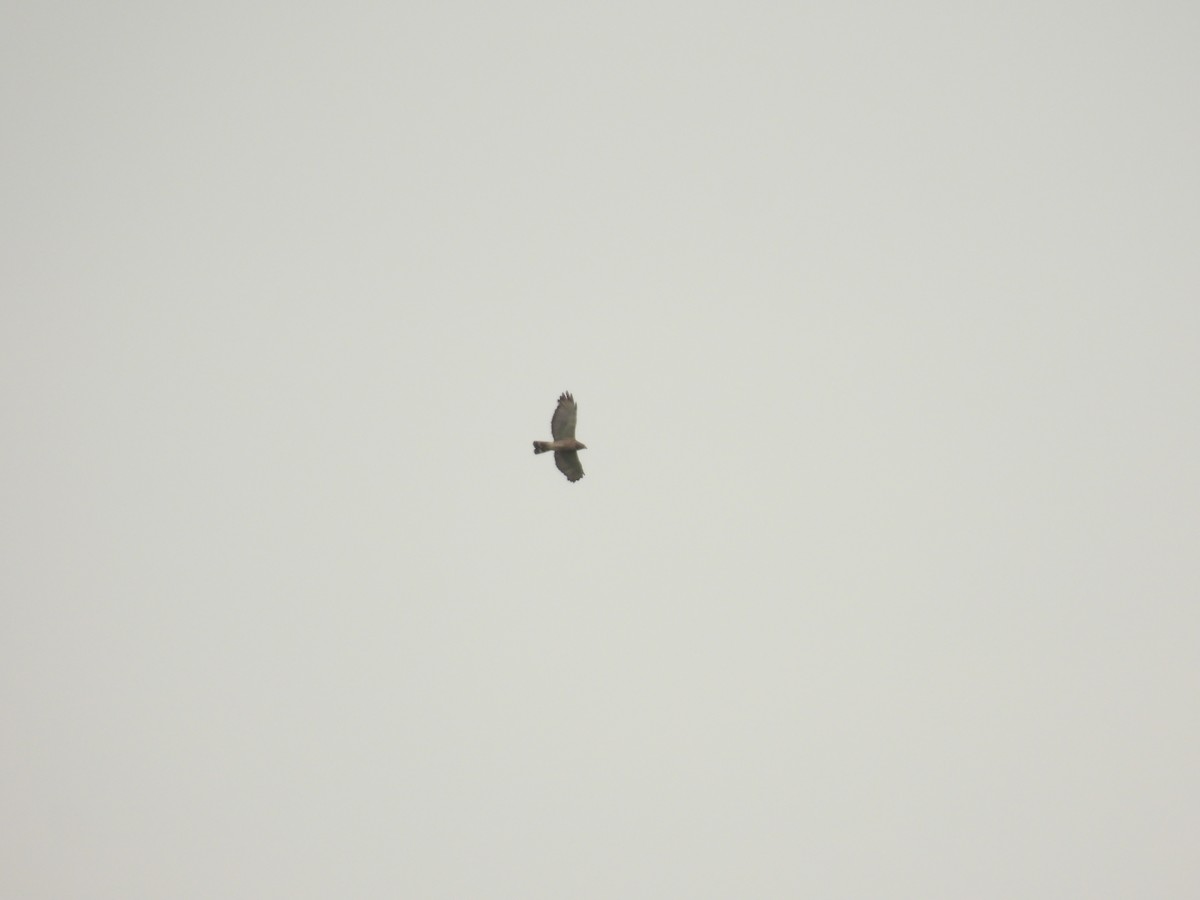 Broad-winged Hawk - ML638506826