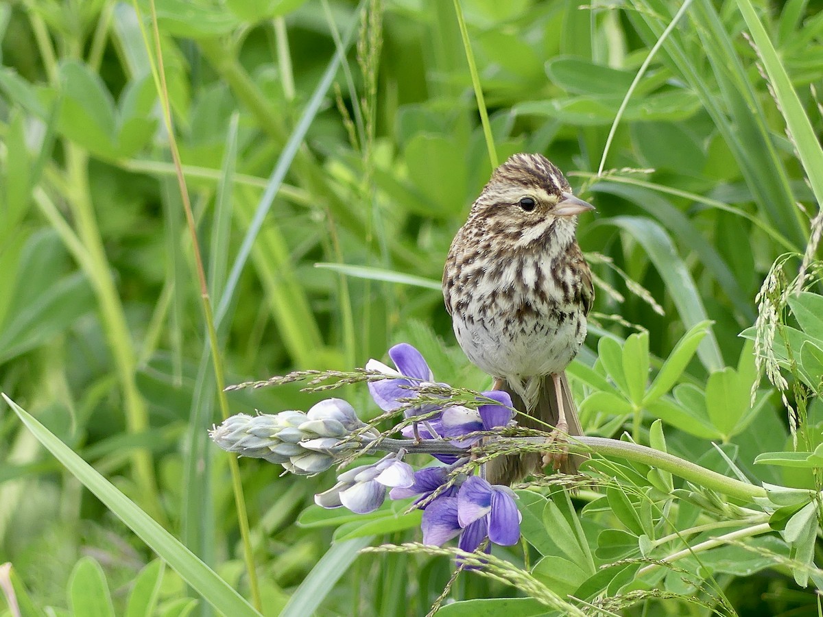 Savannah Sparrow - ML638506838