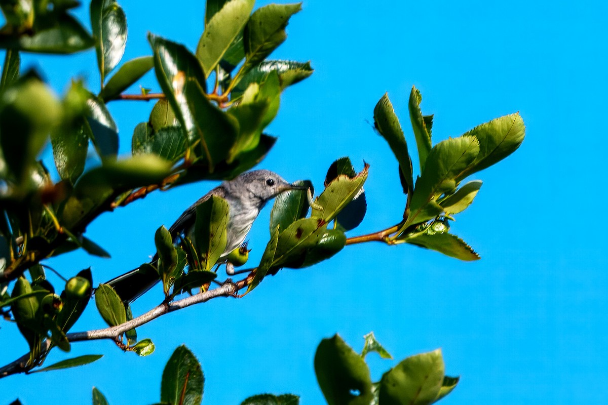 Blue-gray Gnatcatcher - ML638506879