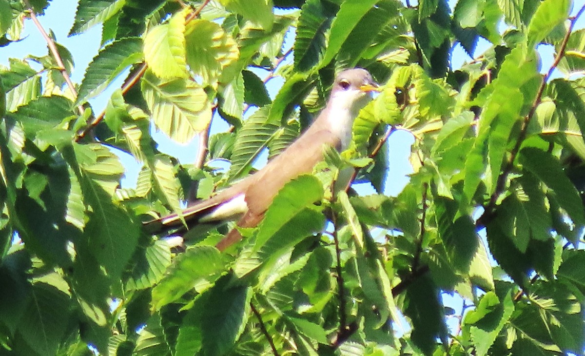 Yellow-billed Cuckoo - ML638506898