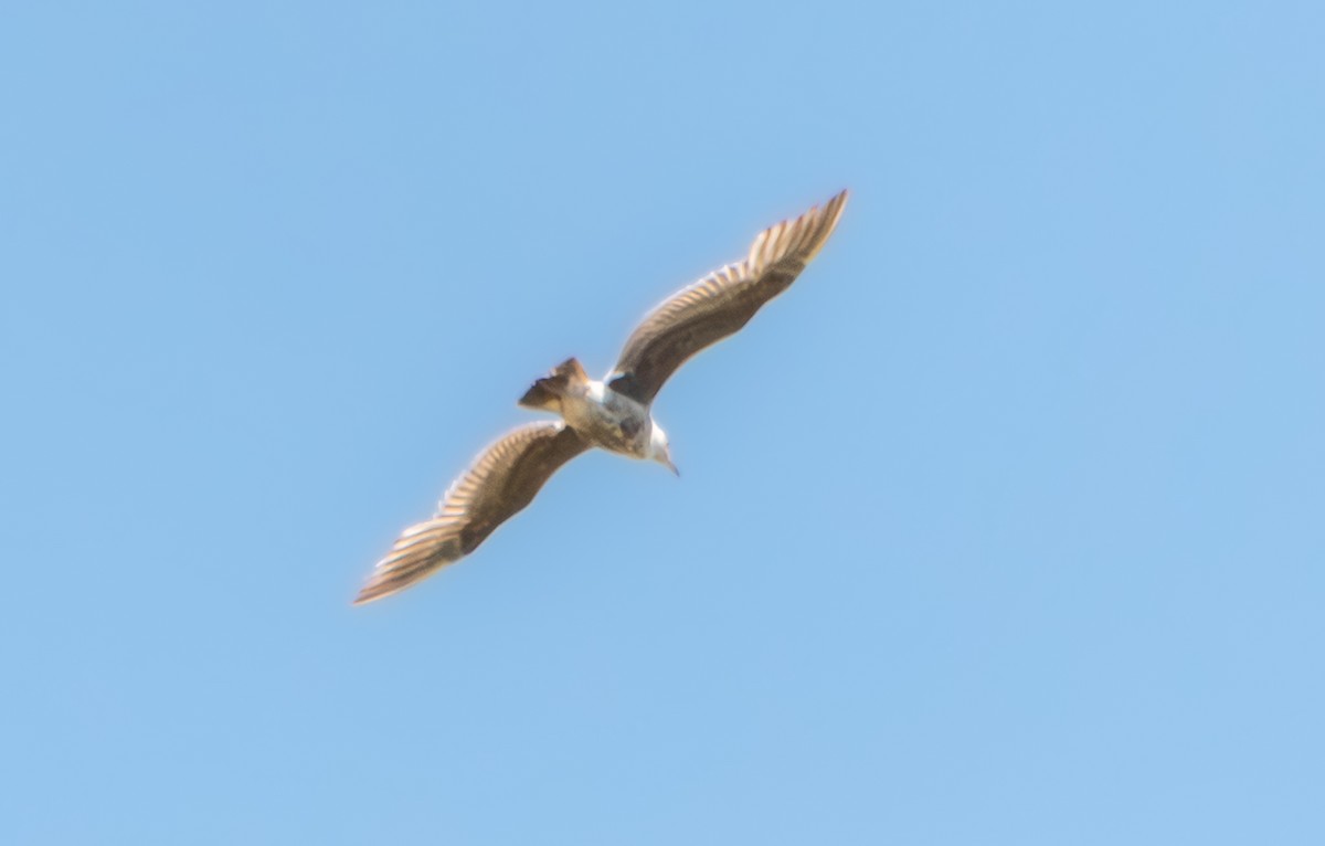 gull sp. - ML638506903