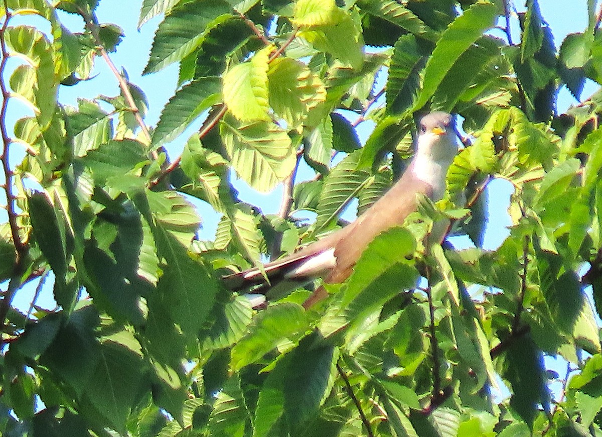 Yellow-billed Cuckoo - ML638506918
