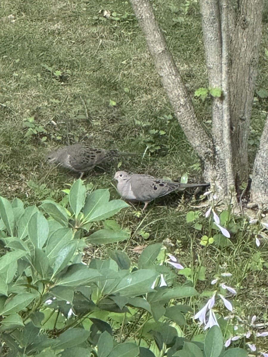 Mourning Dove - ML638506923
