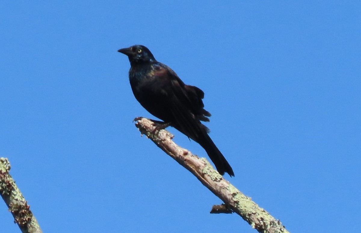 Common Grackle - ML638506979