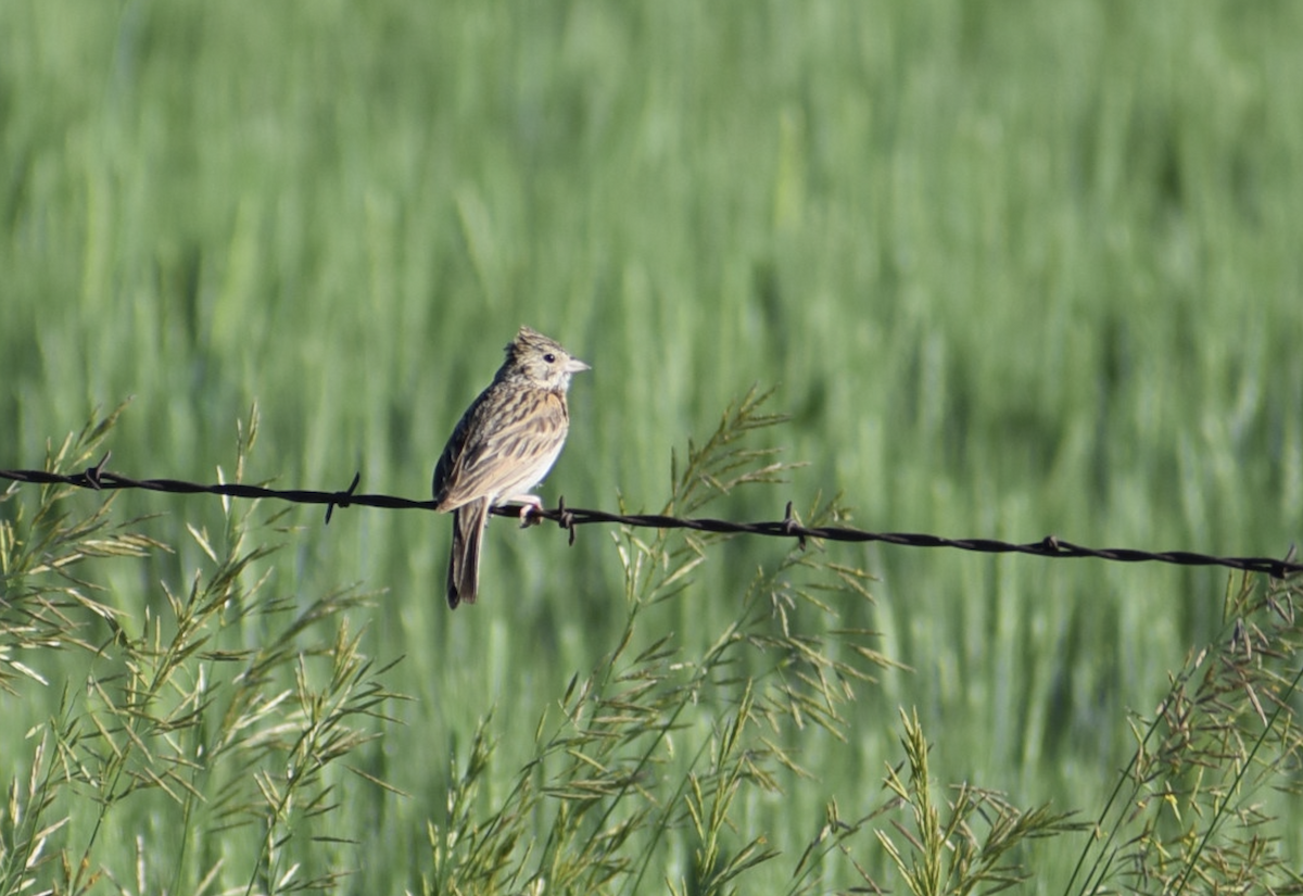 Vesper Sparrow - ML638506993