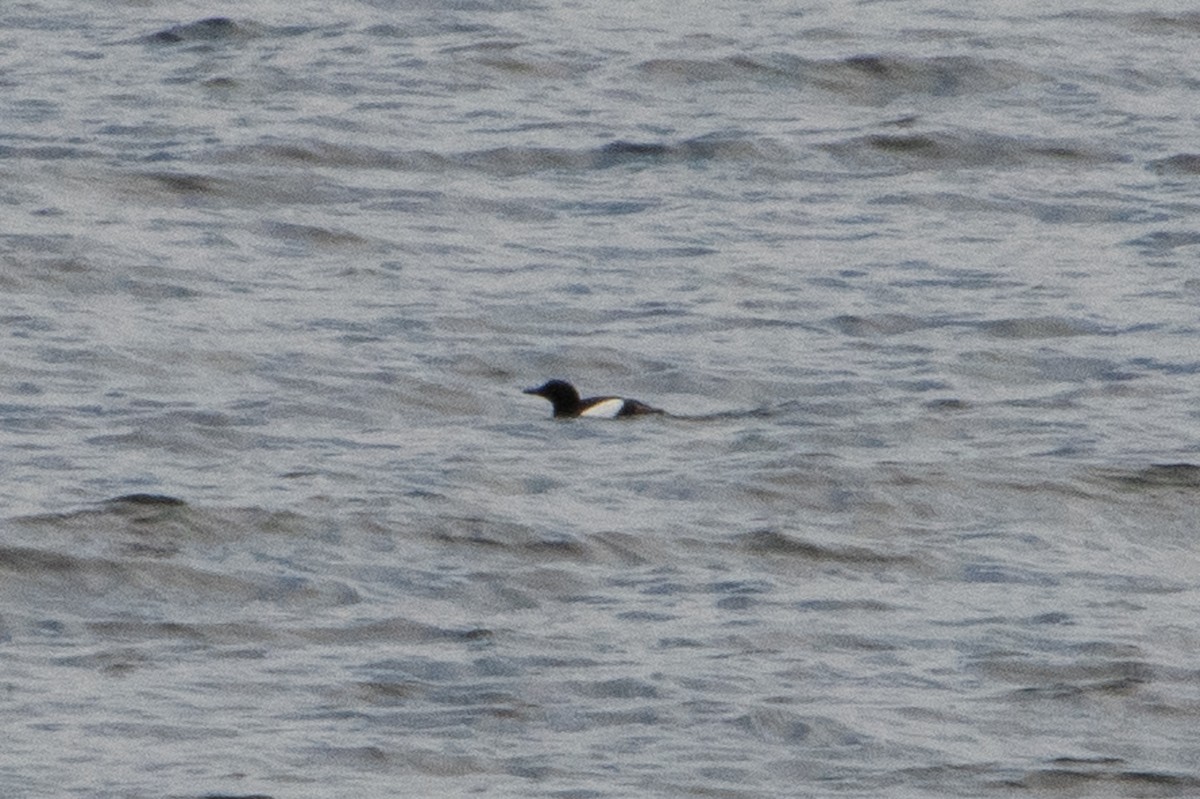 Black Guillemot - ML638507008