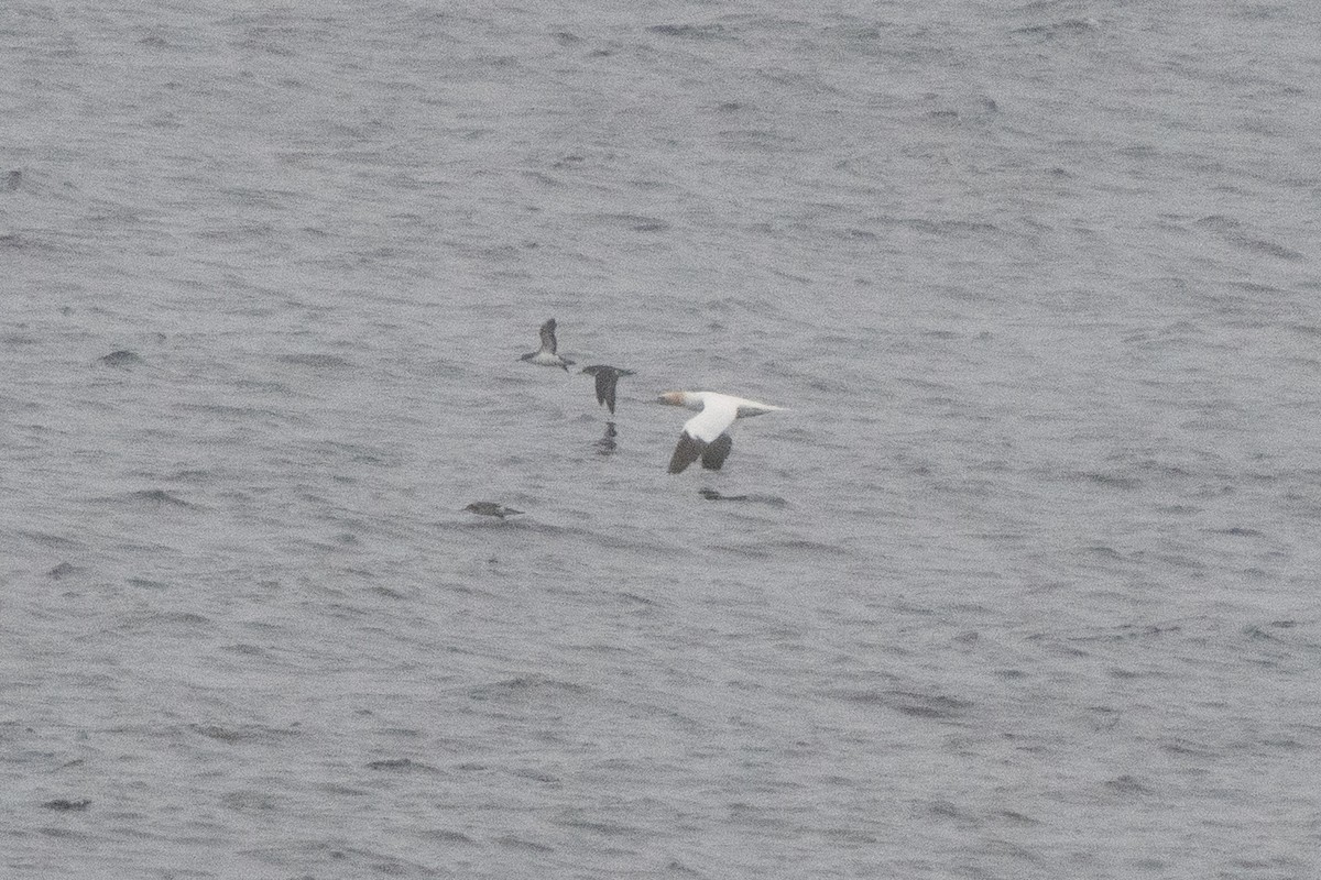 Manx Shearwater - ML638507028