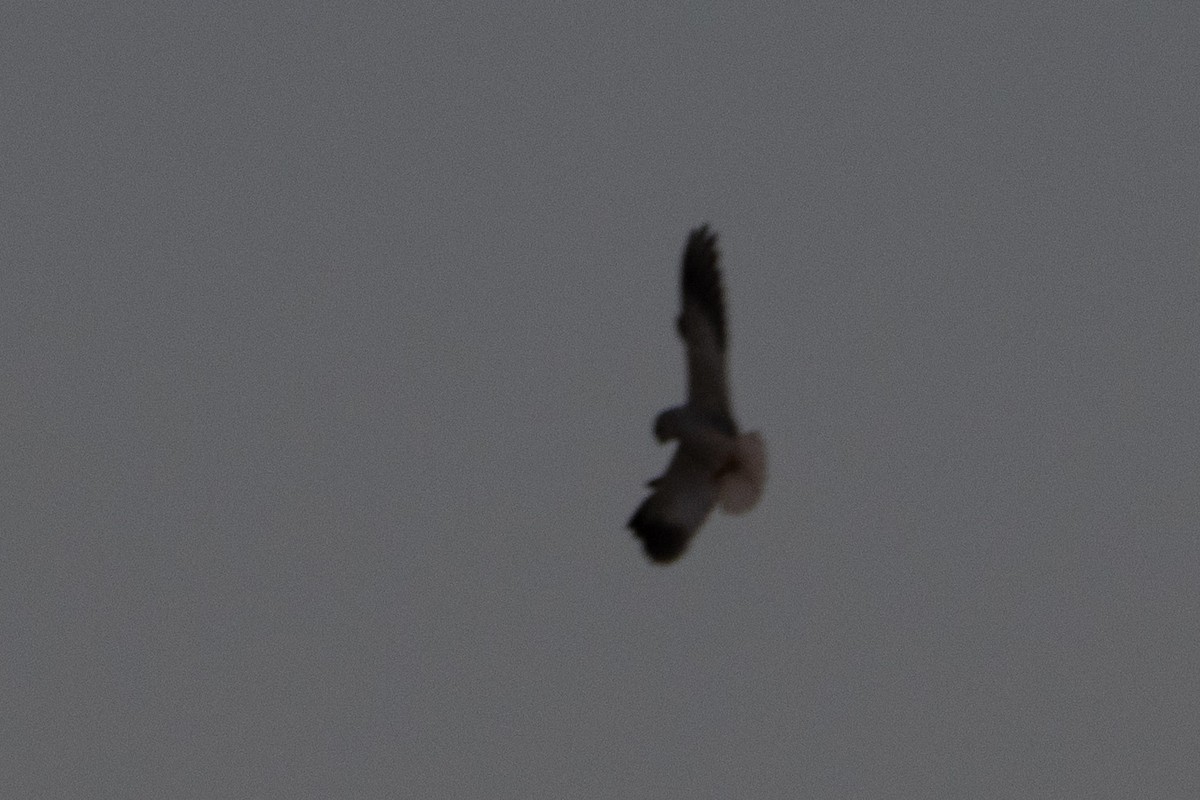 Black-winged Kite (African) - ML638507051