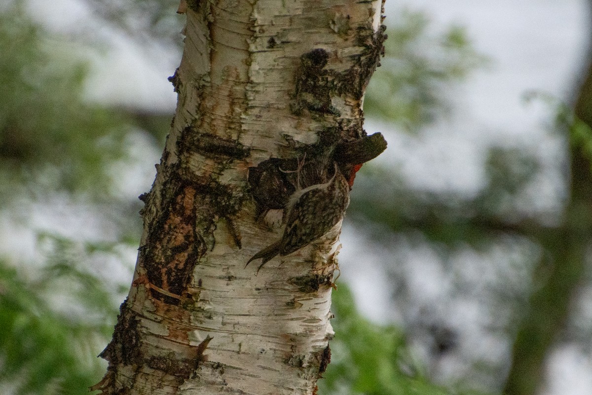 Eurasian Treecreeper - ML638507053