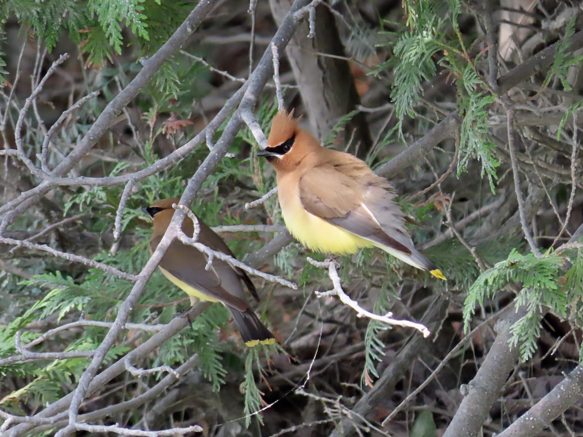 Cedar Waxwing - ML638507054