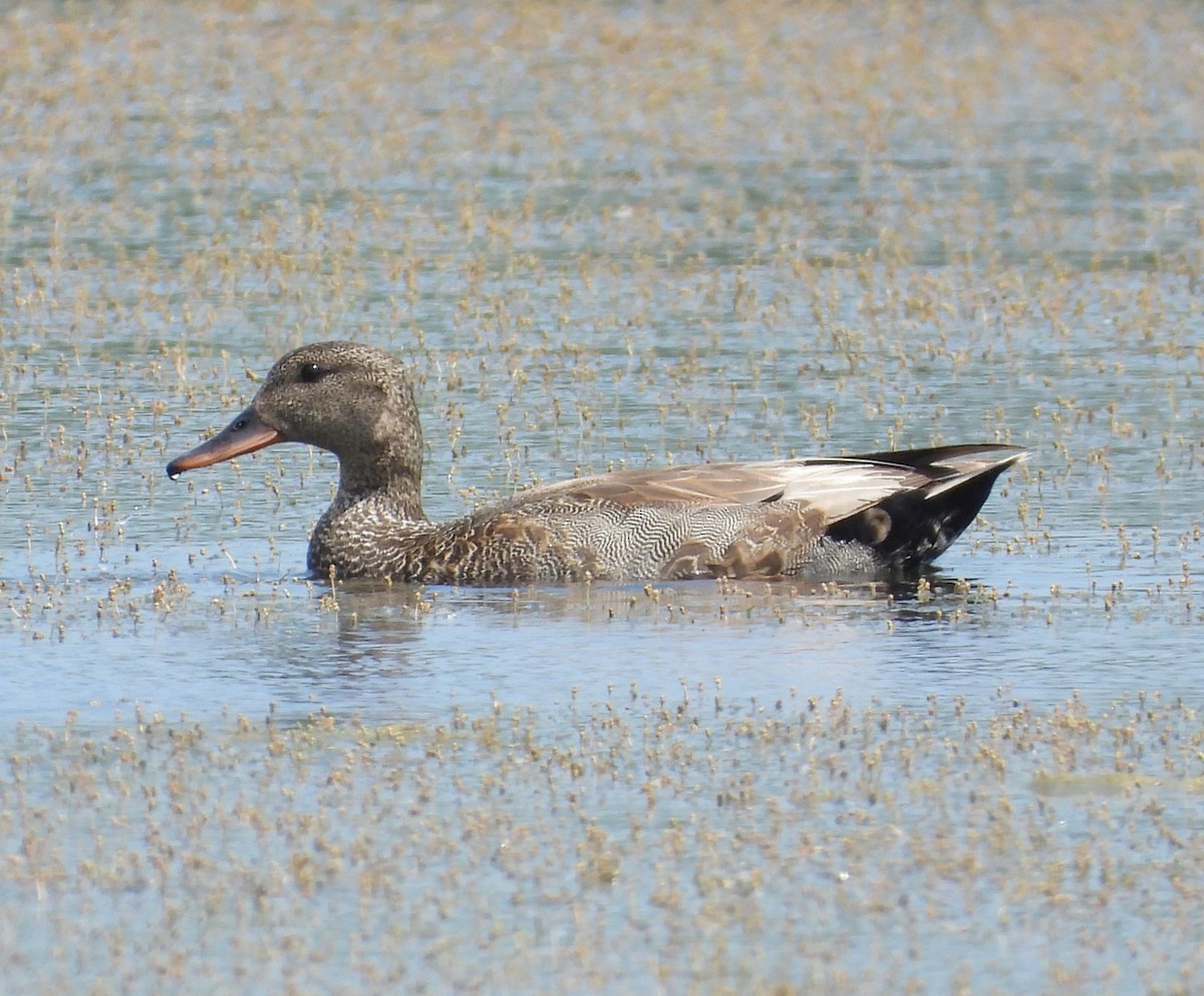 Gadwall - ML638507073