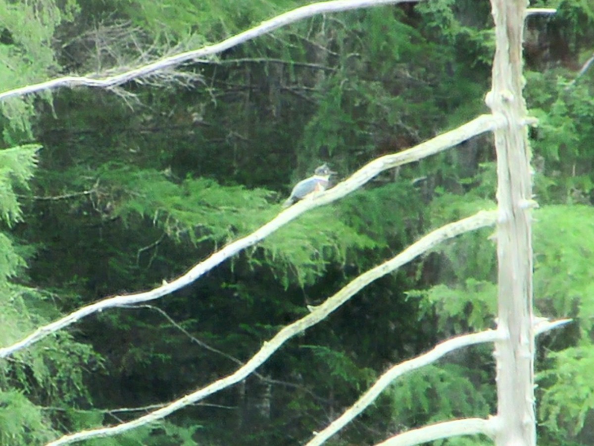 Belted Kingfisher - ML638507087