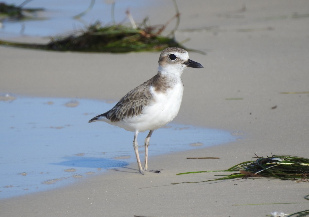 Wilson's Plover - ML638507089