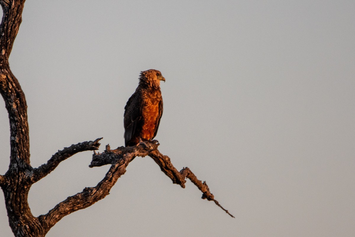 Bateleur - ML638507100