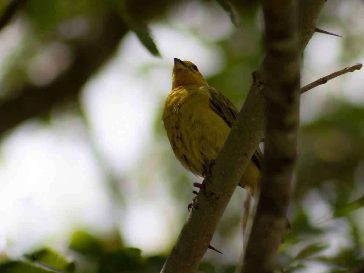 Saffron Finch - ML638507101