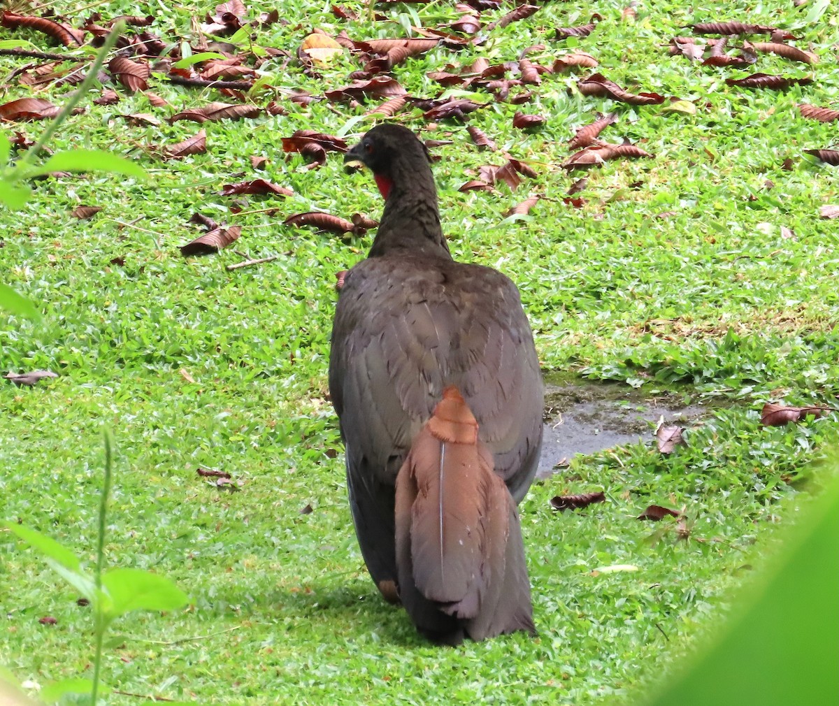 Crested Guan - ML638507122