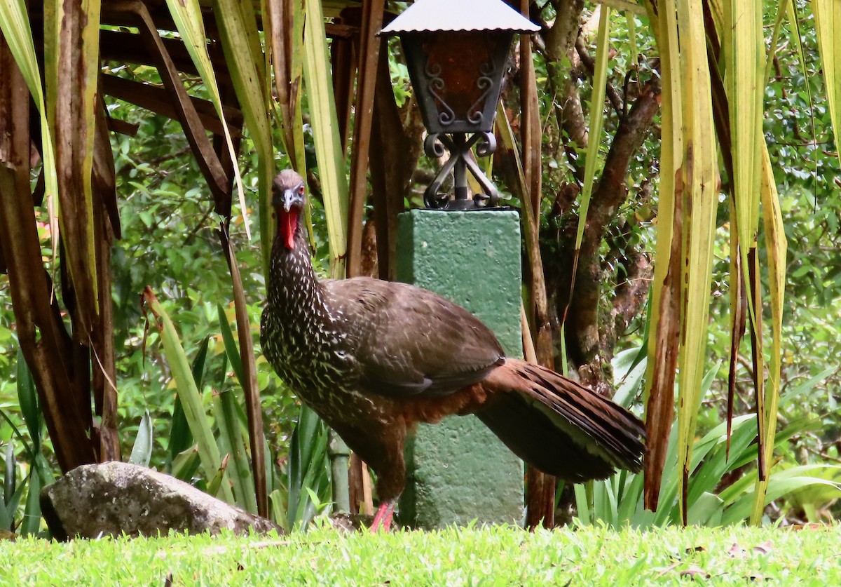 Crested Guan - ML638507123
