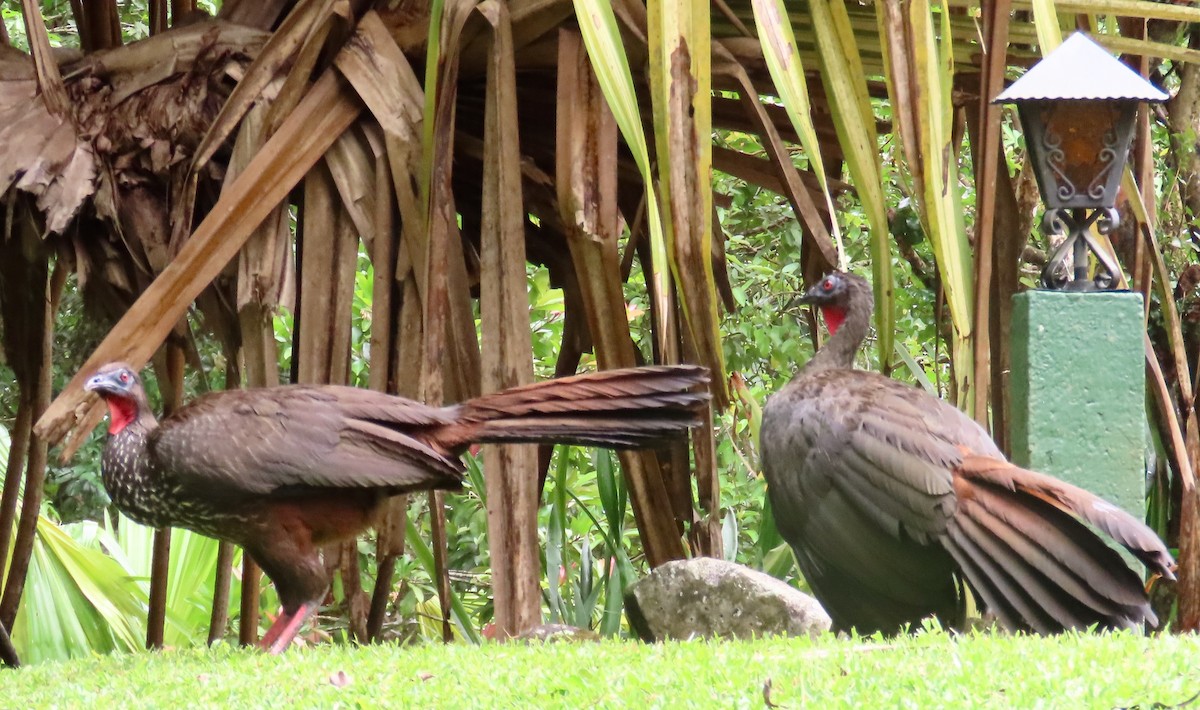 Crested Guan - ML638507124