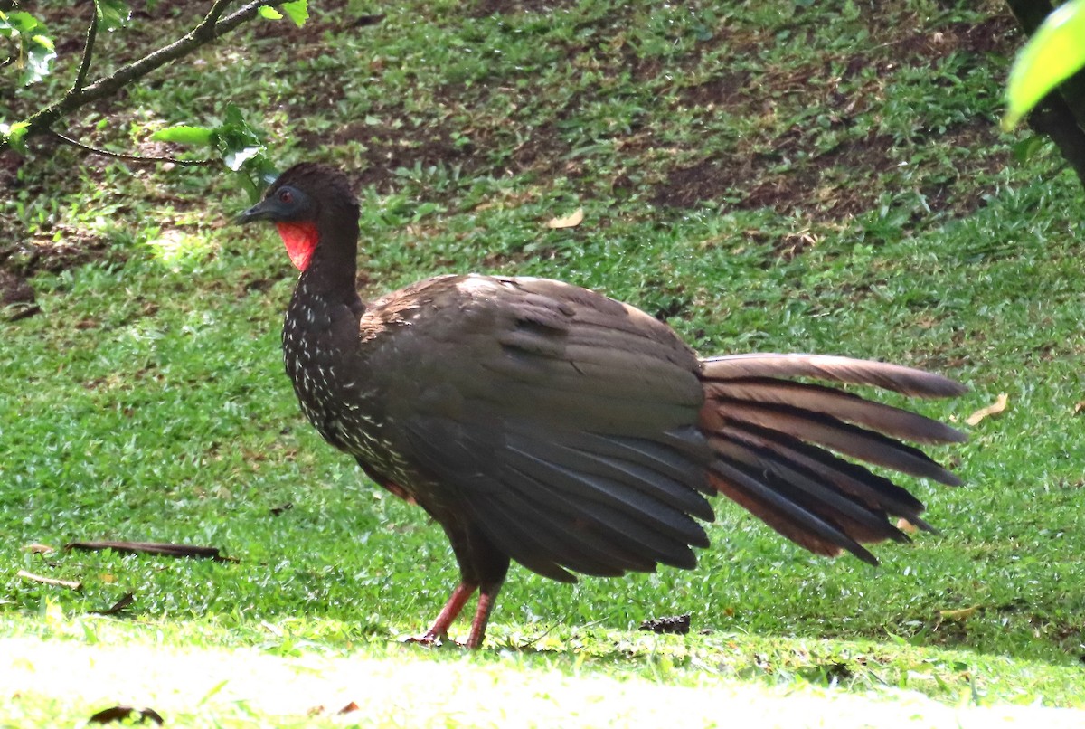 Crested Guan - ML638507126