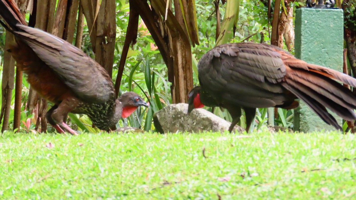 Crested Guan - ML638507127