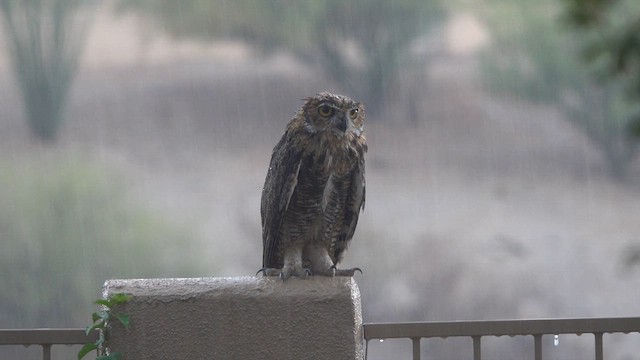 Great Horned Owl - ML638507153