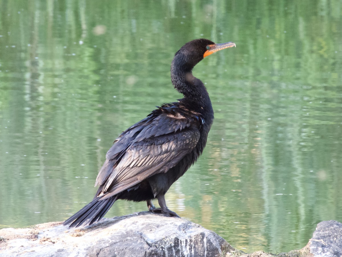 Double-crested Cormorant - ML638507163