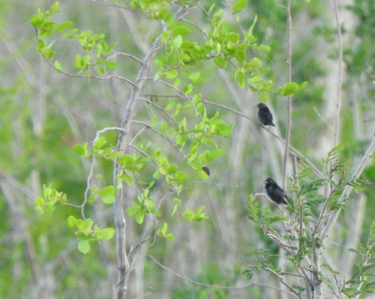 Blue-black Grassquit - ML638507166